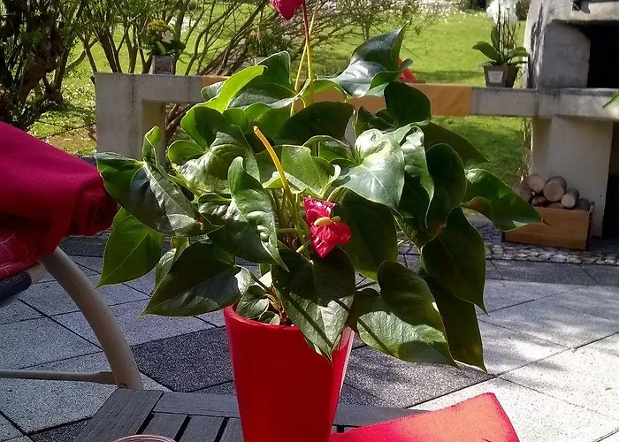 Pauly Casa de hóspedes Boppard